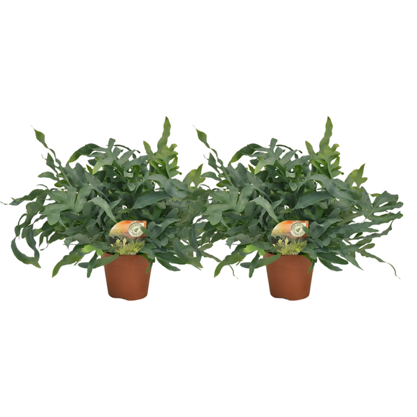 Phlebodium 'Blue Star' | 2 stuks | Potmaat Ø17cm | Hoogte ↕60cm