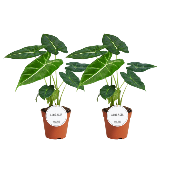 Alocasia Frydek - 2 Stuks | Potmaat Ø12cm | Hoogte ↕35cm