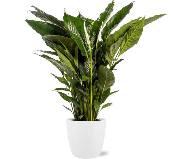 Spathiphyllum Sweet Sebastiano
