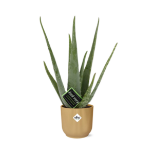 Aloe Vera in ELHO Vibes Fold | Potmaat Ø14cm