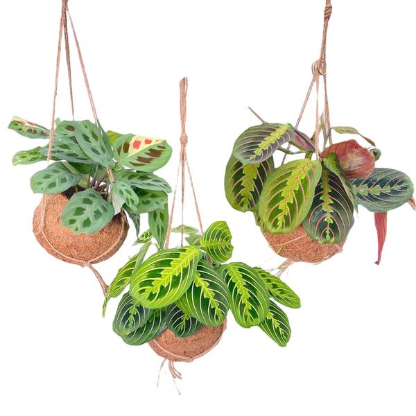 Kokodama Maranta Mix - 3 stuks | Potmaat Ø15cm | Hoogte 20cm