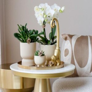 4 witte Phalaenopsis orchideeën - Amabilis | Potmaat Ø9cm