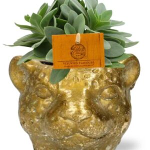 Senecio Cephalophorus | Potmaat Ø10,5cm | Hoogte 15cm + Planter Luipaard D12x9,5cm - Goud