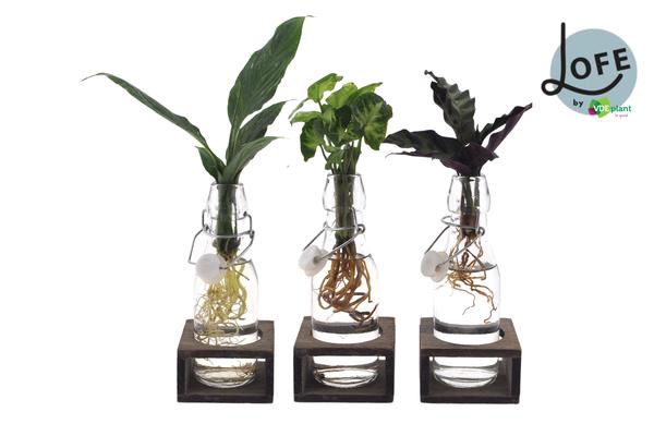 Intenz Mix in Ann Glas | 3 stuks | Potmaat Ø7cm | Hoogte ↕25cm