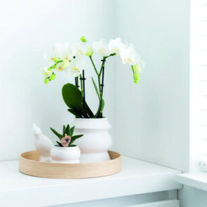 2 Witte Phalaenopsis Orchideeën - Amabilis | Potmaat Ø9cm