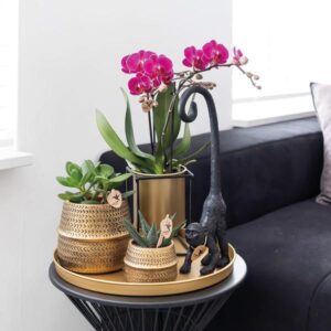 2 Paarse Phalaenopsis Orchideeën - Morelia | Potmaat Ø9cm