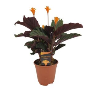 Calathea Crocata | Potmaat Ø14cm | Hoogte ↕40cm