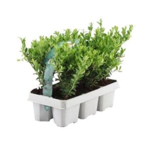 Ilex crenata 'Jenny' | Hoogte ↕15cm | Potmaat Ø7cm (6-pack, 6 stuks)