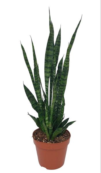 Sansevieria Zeylanica | Potmaat Ø17cm | Hoogte ↕75cm