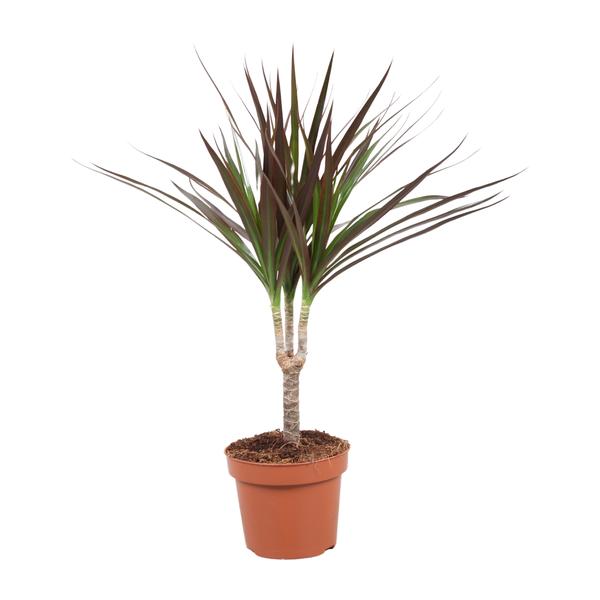 Dracaena Magenta | Potmaat Ø12cm | Hoogte ↕50cm