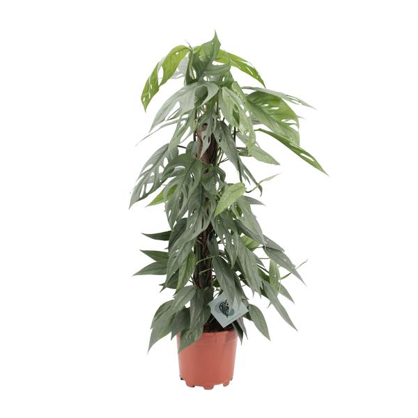 Epipremnum Pinnatum Cebu Blue | Potmaat Ø17cm | Hoogte ↕65cm