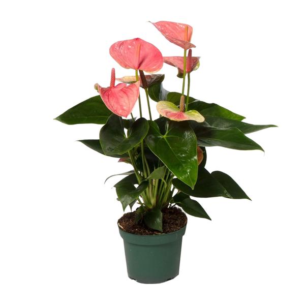 Anthurium Sweet Dream | Hoogte ↕35cm | Potmaat Ø12cm