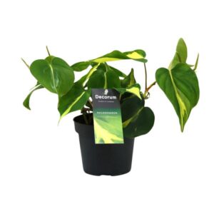 Philodendron Brasil Scandens | Potmaat Ø12cm | Hoogte 20cm