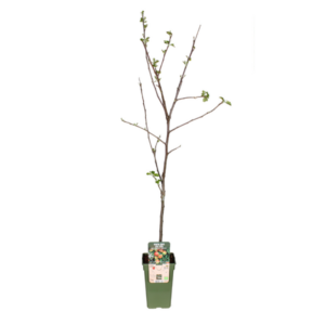 Malus Domestica Jonagold - Appel | Potmaat Ø19cm | Hoogte ↕60cm