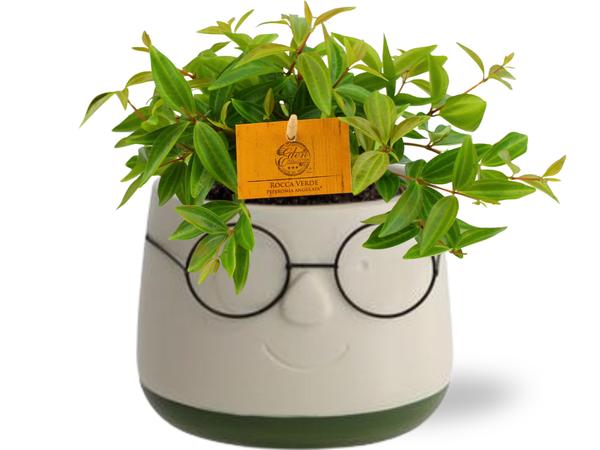 Peperomia angulata 'Rocca Vivace' | Potmaat Ø11cm | Hoogte ↕15cm + Pot Bril D12x9cm - Green