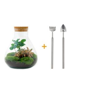 DIY terrarium - Sammie Coffea | Hoogte ↕26 cm - Rake + Shovel