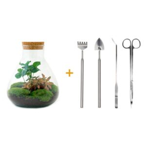 DIY terrarium - Sammie Coffea | Hoogte ↕26 cm - Normal