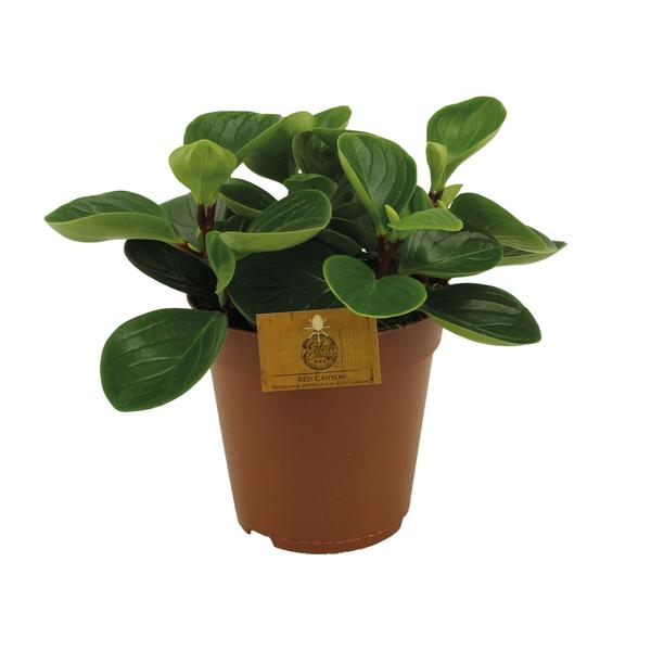 Peperomia Red Canyon | Potmaat Ø15cm | Hoogte ↕25cm