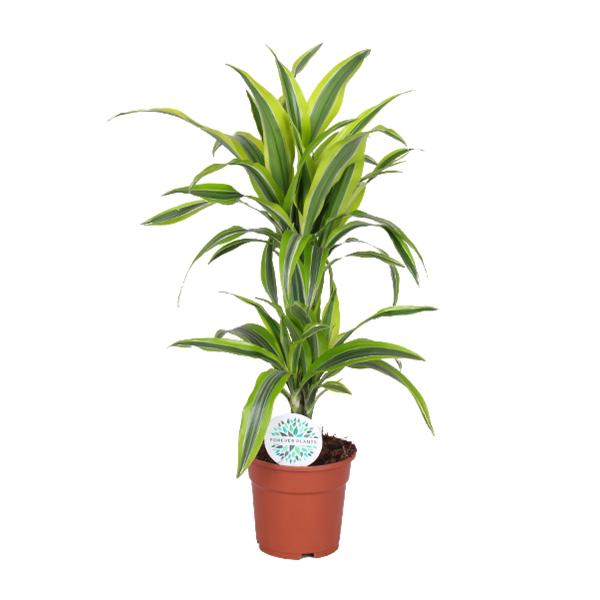 Dracaena Lemon Lime | Potmaat Ø17cm | Hoogte ↕65cm