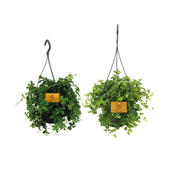 Hangplant duo | 2 stuks | Potmaat Ø15cm | Hoogte ↕25cm