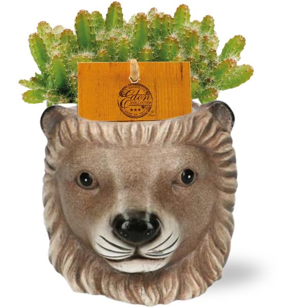 Hylocereus Undatus | Potmaat Ø11cm | Hoogte ↕15cm + Planter Leeuw D11/13x10cm - Brown