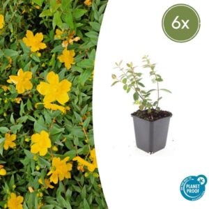 6x Hypericum dummeri 'Peter Dummer' | Hoogte ↕10-25cm | Potmaat Ø9cm