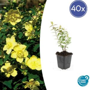 40x Hypericum 'Hidcote' | Hoogte ↕10-25cm | Potmaat Ø9cm