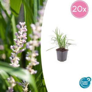 20x Liriope muscari Moneymaker | Hoogte ↕10-25cm | Potmaat Ø9cm