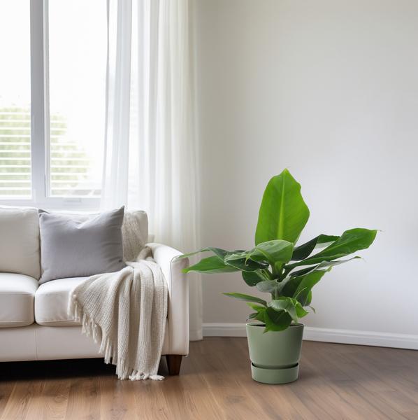 Musa Oriental Dwarf | Potmaat Ø12cm | Hoogte ↕25cm