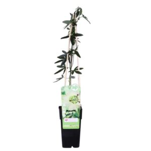 Passiflora White caerulea 'Constance Elliot' | Potmaat Ø15cm | Hoogte ↕65cm