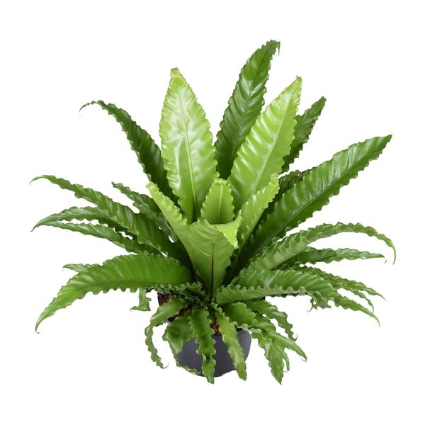 Asplenium antiquum 'Osaka'