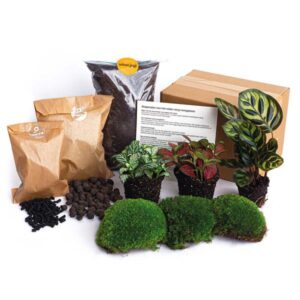 Terrarium kit Calathea Makoyana | Pakket 2