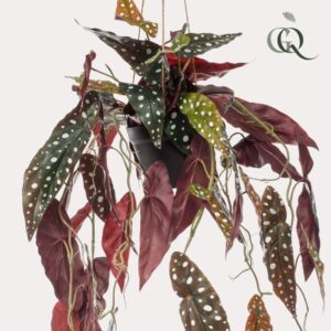 Kunstplant | Begonia Maculata | Stippenbegonia | Hoogte ↕80 cm