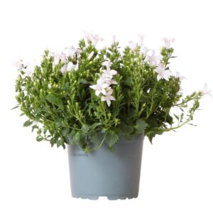 Campanula Addenda - Bellflower purple | Potmaat Ø12cm