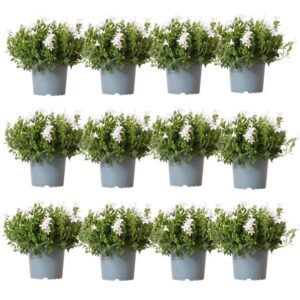 Campanula Addenda - Bellflower white | Potmaat Ø12cm