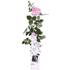 Rosa Crazy in love 'Pink' - Pink Rose | Potmaat Ø15cm | Hoogte ↕65cm