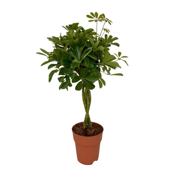 Schefflera Compacta | Potmaat Ø19cm | Hoogte ↕80cm