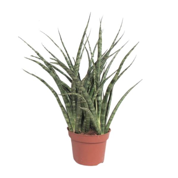 Sansevieria ‘Fernwood Punk’ 