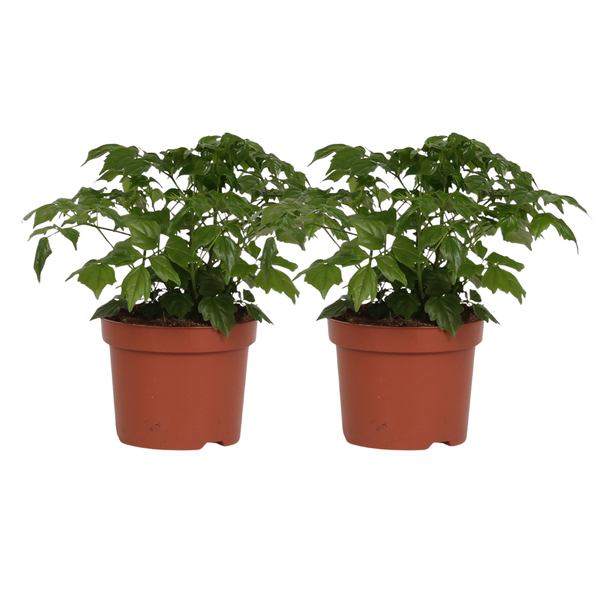 Rademachera Sinica | 2 stuks | Potmaat Ø12cm | Hoogte ↕27cm