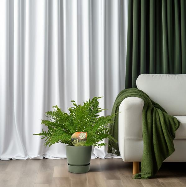 Blechnum Silver Lady | Potmaat Ø17cm | Hoogte ↕50cm