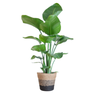 Strelitzia Nicolai | Hoogte ↕80cm | Potmaat Ø19cm | Met mand Lisbon black
