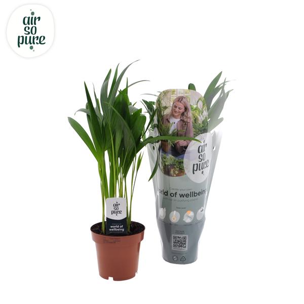 Dypsis Lutescens | Potmaat Ø12cm | Hoogte ↕40cm