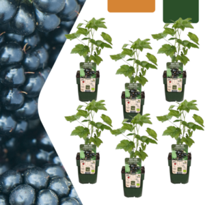 6 x Biologische bramenplanten | Potmaat Ø13cm | Hoogte ↕20cm