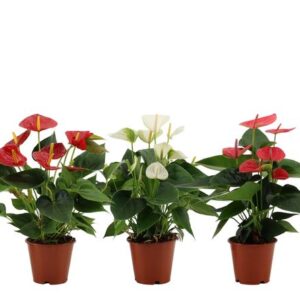 Anthurium 3 color mix | in transparante hoes
