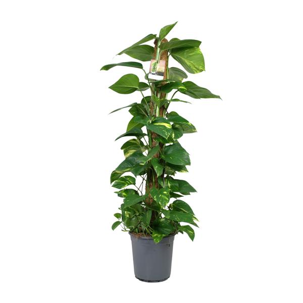Scindapsus Epipremnum | Potmaat Ø24cm | Hoogte ↕120cm