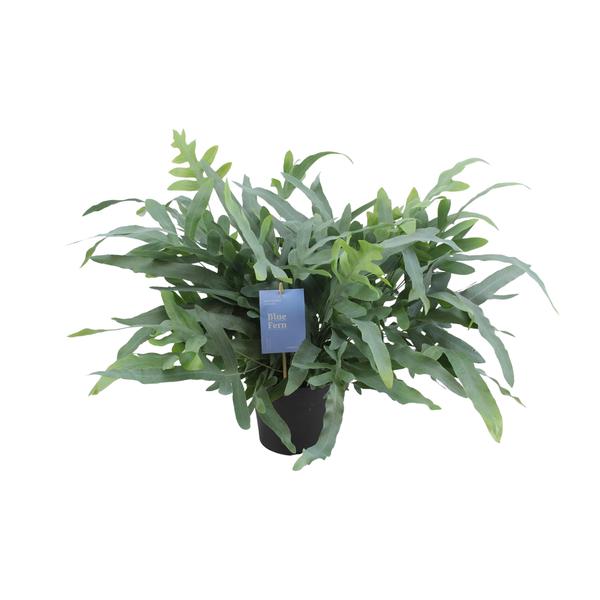 Phlebodium Aureum Blue Star | Potmaat Ø17cm | Hoogte ↕50cm