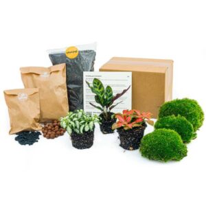 Planten terrarium pakket Calathea Lancifolia | Navulling & Startpakket- DIY