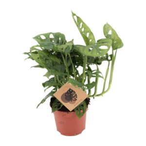 Monstera Monkey | Potmaat Ø12cm | Hoogte ↕30cm