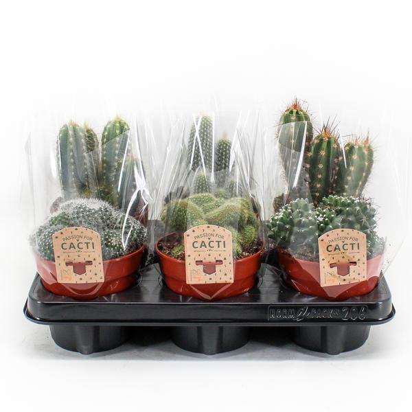 Cactus Mix | 6 stuks | Potmaat Ø12cm | Hoogte ↕20cm