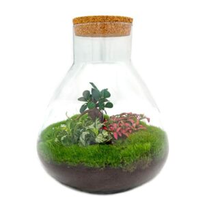 Sam XL Bonsai - DIY Terrarium | Hoogte ↕32cm